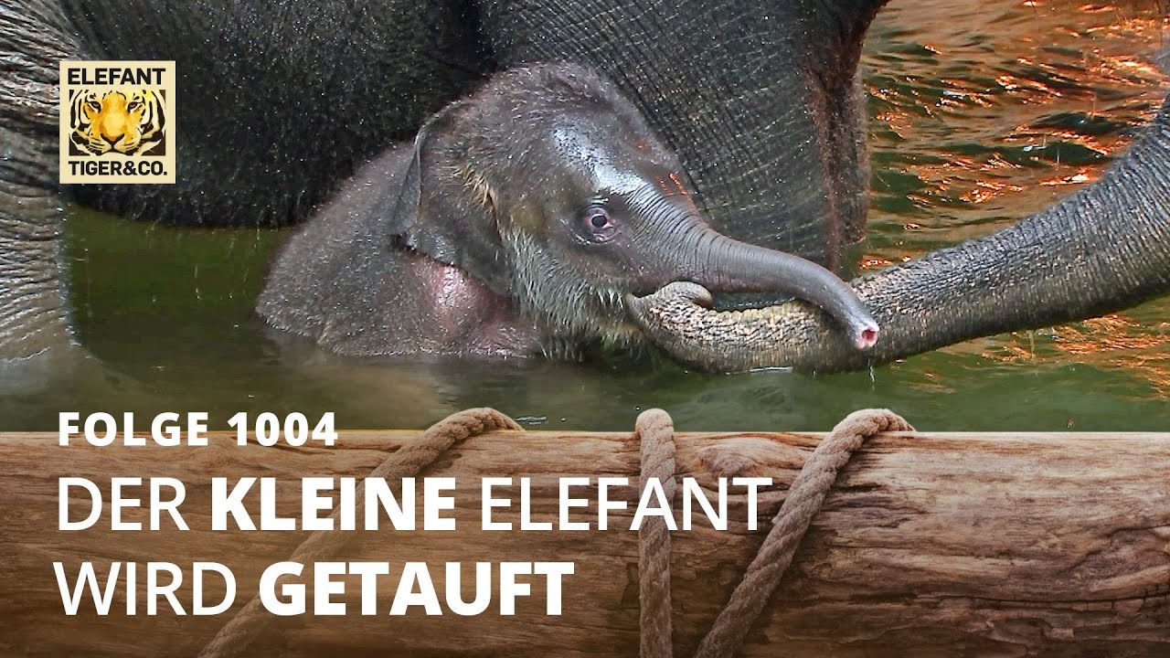 Ein kleines Herbstkind (Folge 1004) | Elefant, Tiger & Co. | MDR