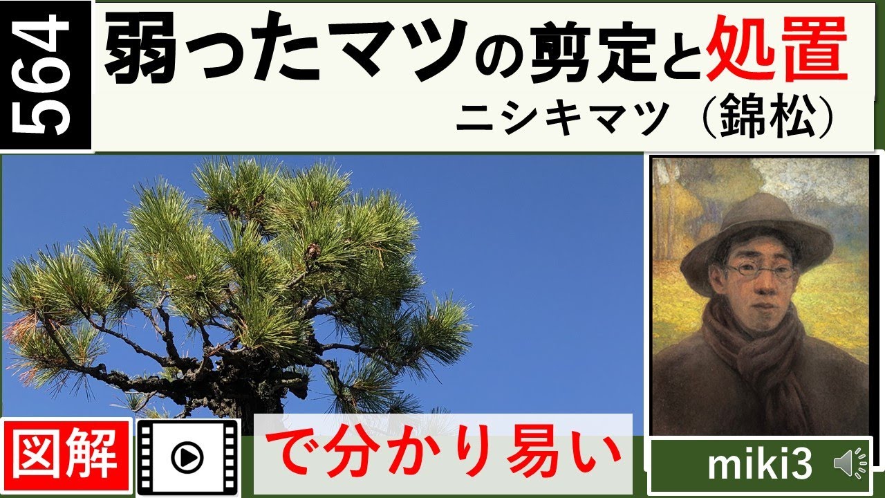 564元気のない錦松の剪定と元気を出す処置です。Pruning of weakened Nishiki-matsu(pinus/pine). Then bury the air pipe. miki3