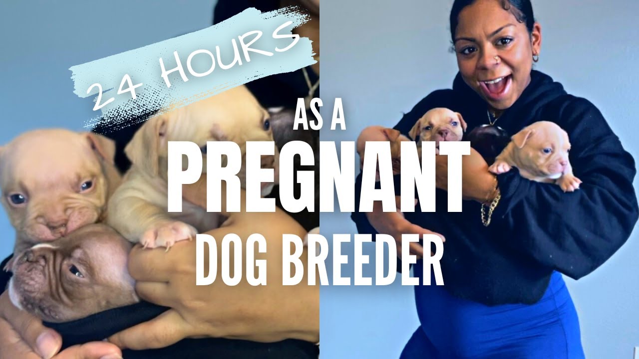 Day in the Life as a PREGNANT Dog Breeder | Chiquita