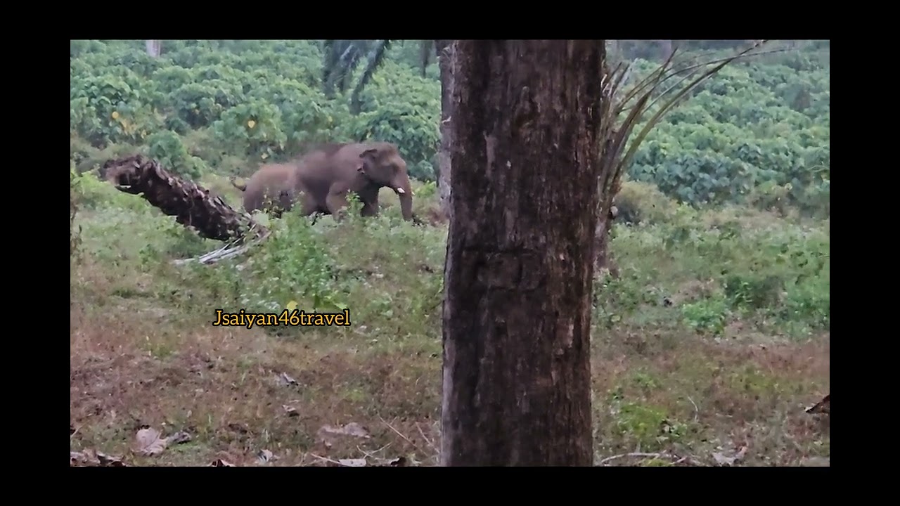 Elephants encroach on plantation ❣️❣️🥵🥳 #elephants #viral #forest #wildlife #nature