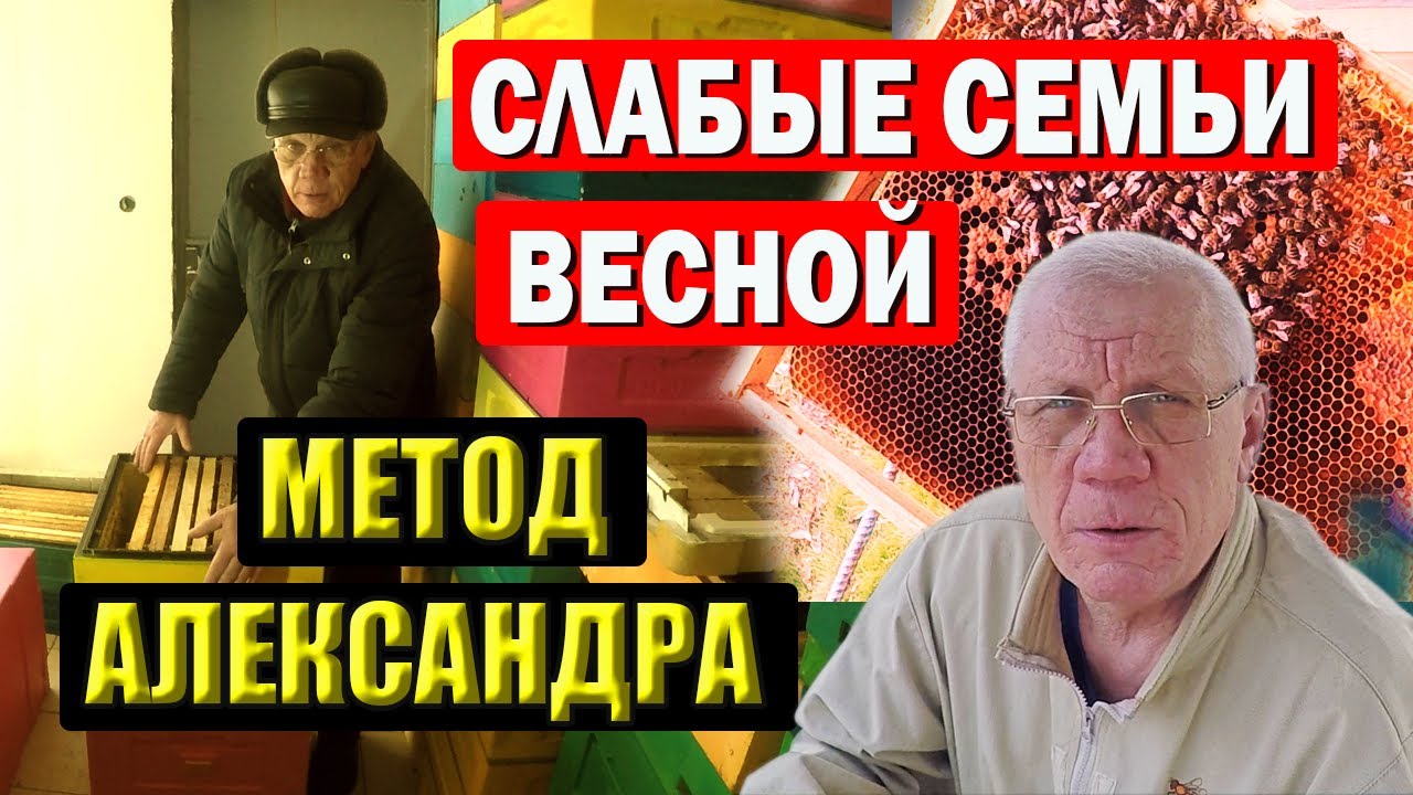Спасение Слабых Семей пчел весной. Метод Александра в пчеловодстве.