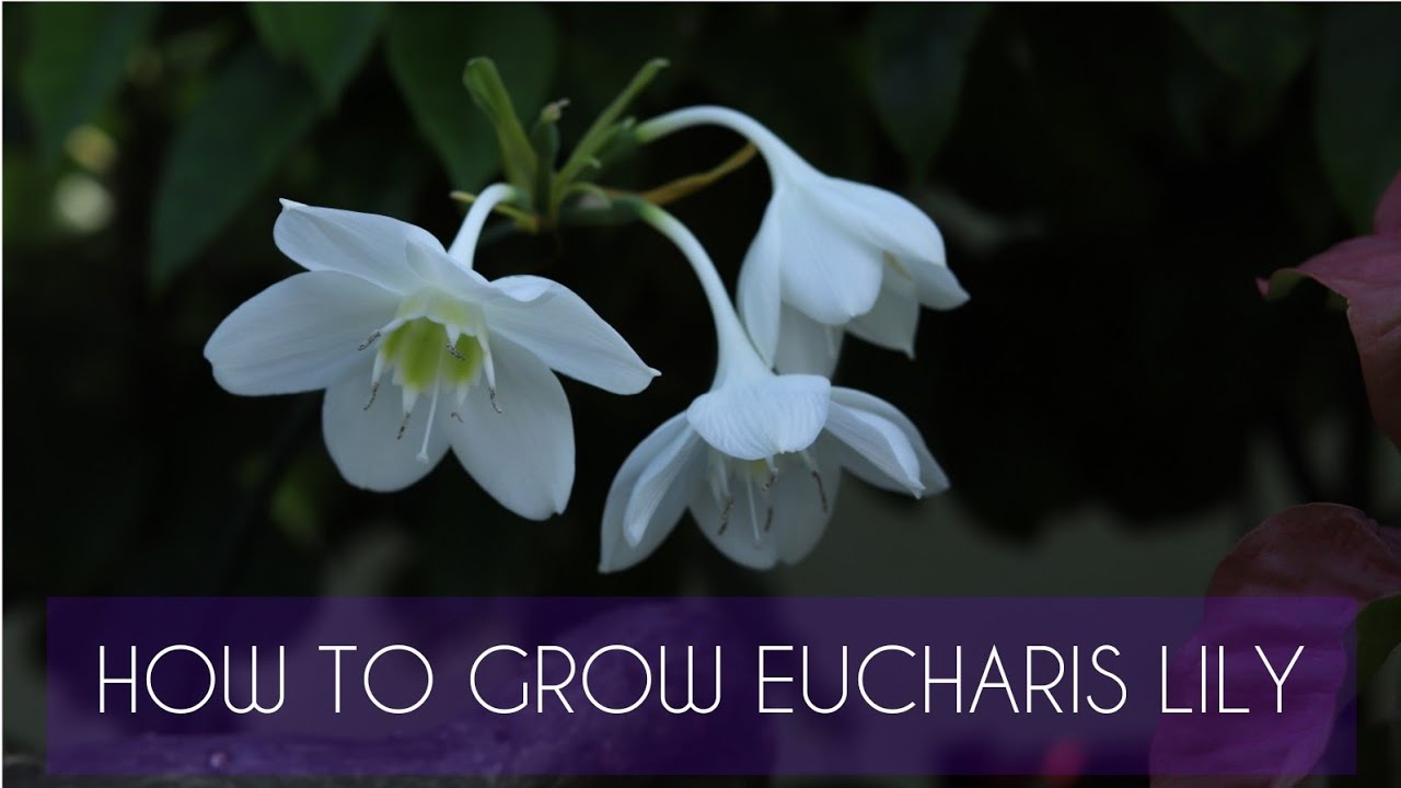 How to grow Eucharis lily (Amazon lily)// আমাজ়ন লিলির সম্পূর্ণ পরিচর্যা / In love with soil