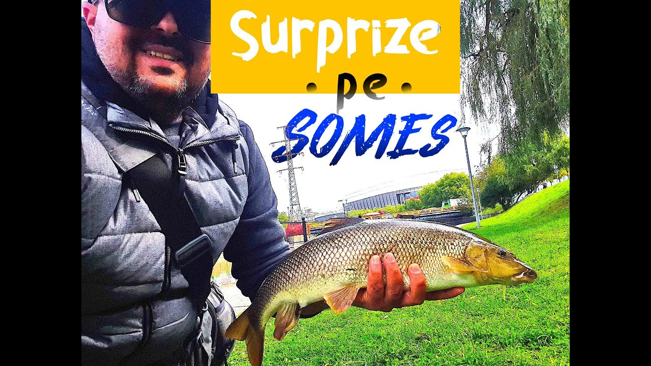 Bibani multi si mreana record pe Somes in Cluj. Street Fishing la pauza de pranz.