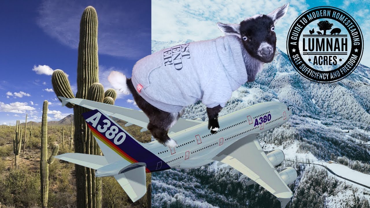 Our Baby Goat Flew 3,000 miles -- This is how we HELP her ADJUST
