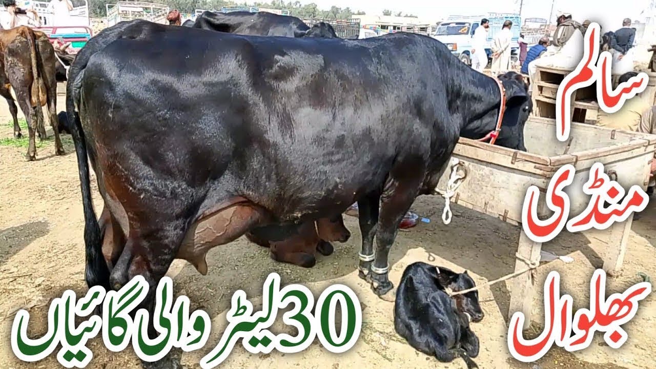 Top Biggest Cows Jarsey Australian Fresian cross breed cows Salam Mandi Bhalwal review !Ali Best