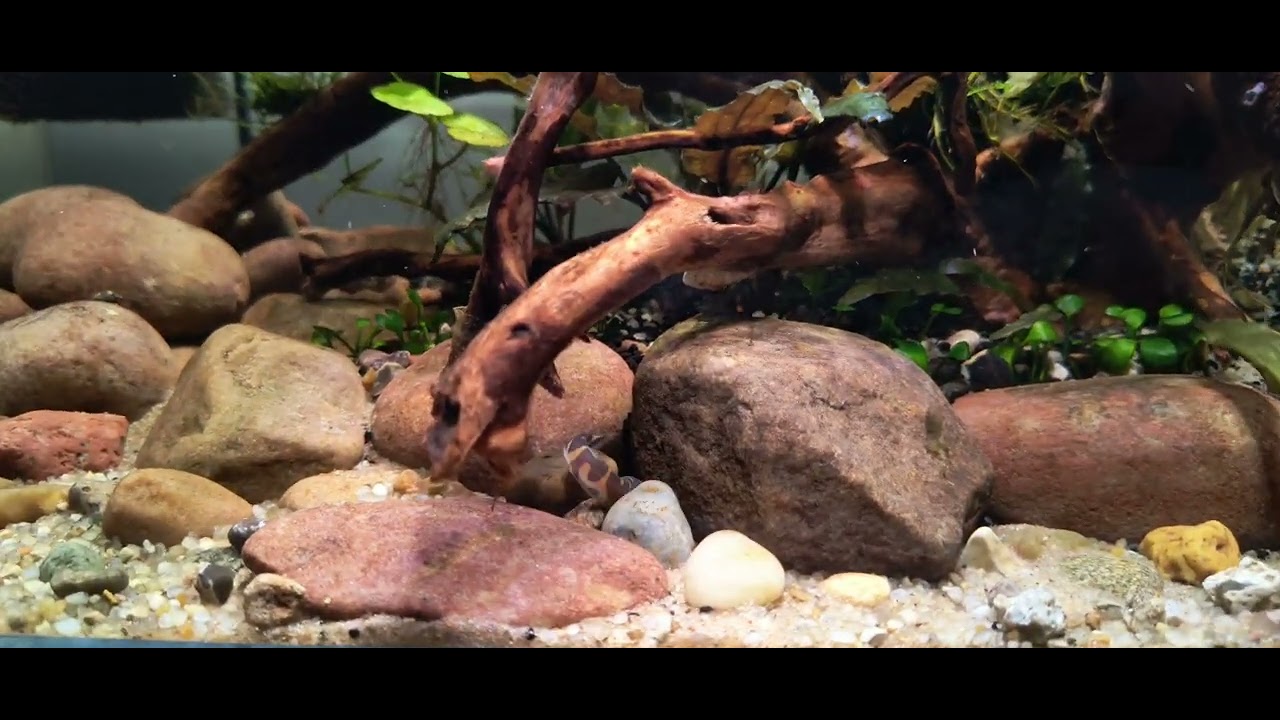 Low tech planted aquarium update. No co2.