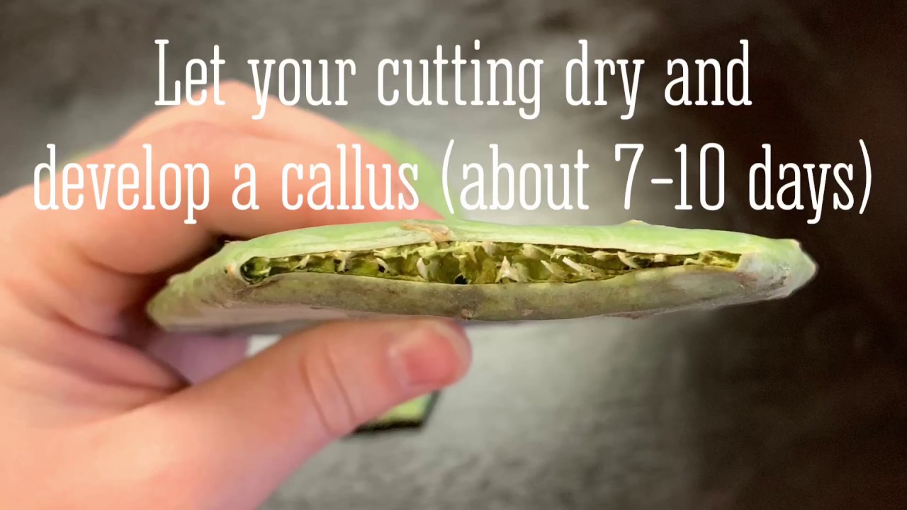 Prickly pear cactus propagation from cuttings
