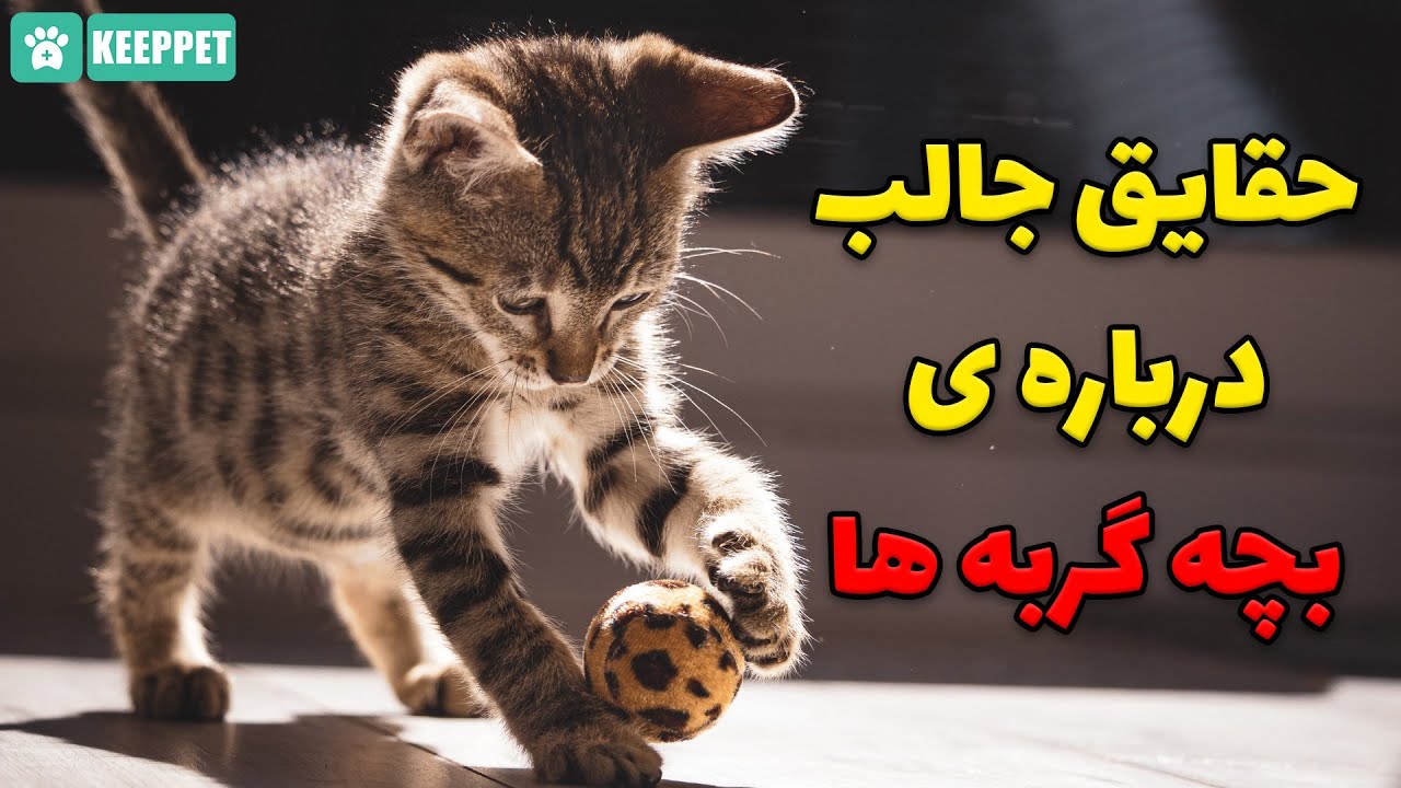 ۱۰ حقیقت جالب درباره بچه گربه های تازه متولد شده