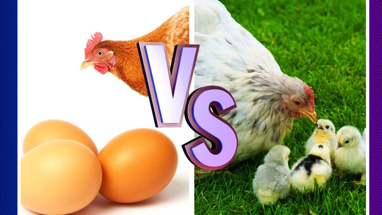 Poules Pondeuses ou Poules Couveuses ? Débuter dans l'élevage de Poules !