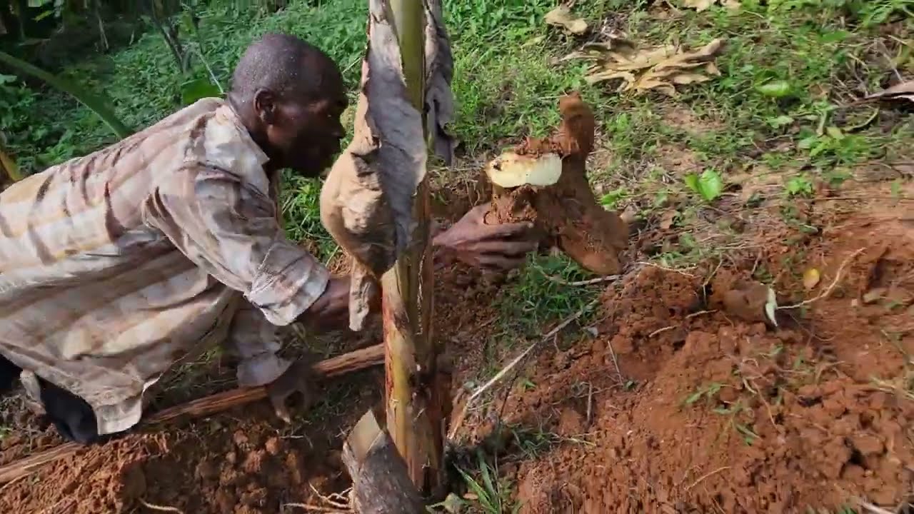 Harvesting Yellow Yam before Hurricane Beryl hit Jamaica| Small Scale Farming  Jamaica