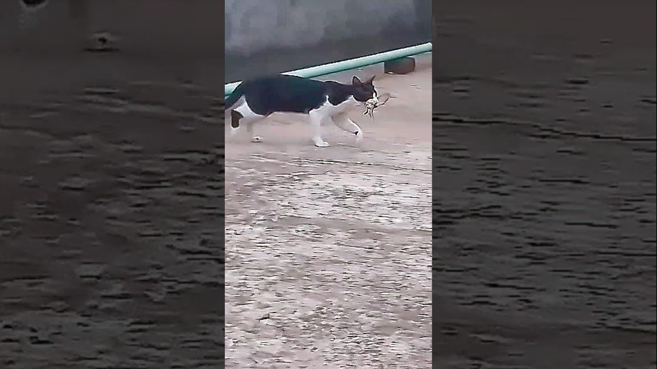 My Kitty's Epic Sparrow Hunt! 🐾🐦