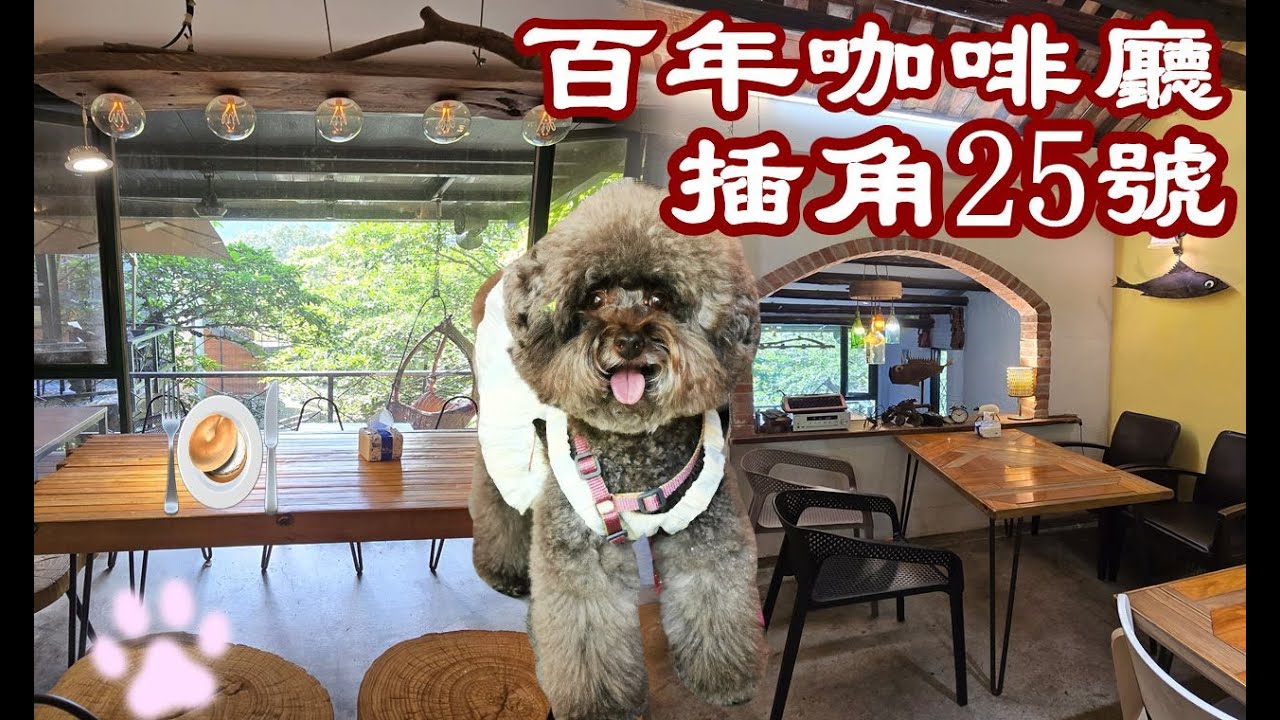 ※寵物友善餐廳※百年的老屋咖啡館 六個月小奶貓 古典藝術工藝飾品 超舒服的用餐空間 ★插角25號咖啡★VLOG EP.184