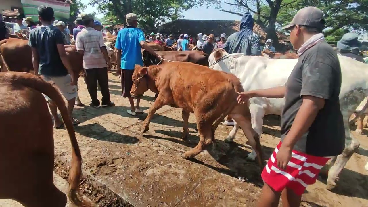 PEDET BETINA BAKALAN PASAR SAPI BLORA