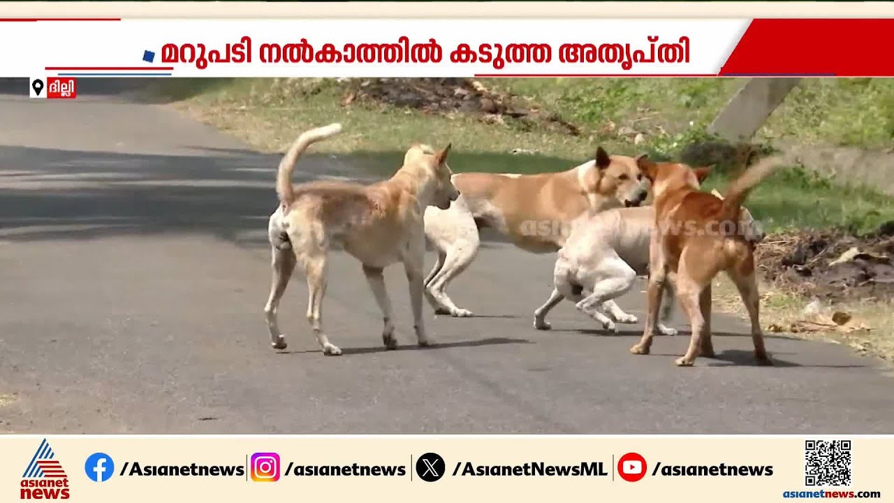 'രാജ്യത്തിൻ്റെ പ്രതിച്ഛായയെ തന്നെ ബാധിക്കുന്നു'; തെരുവുനായ ആക്രമണം, അസാധാരണ നീക്കവുമായി സുപ്രീംകോടതി