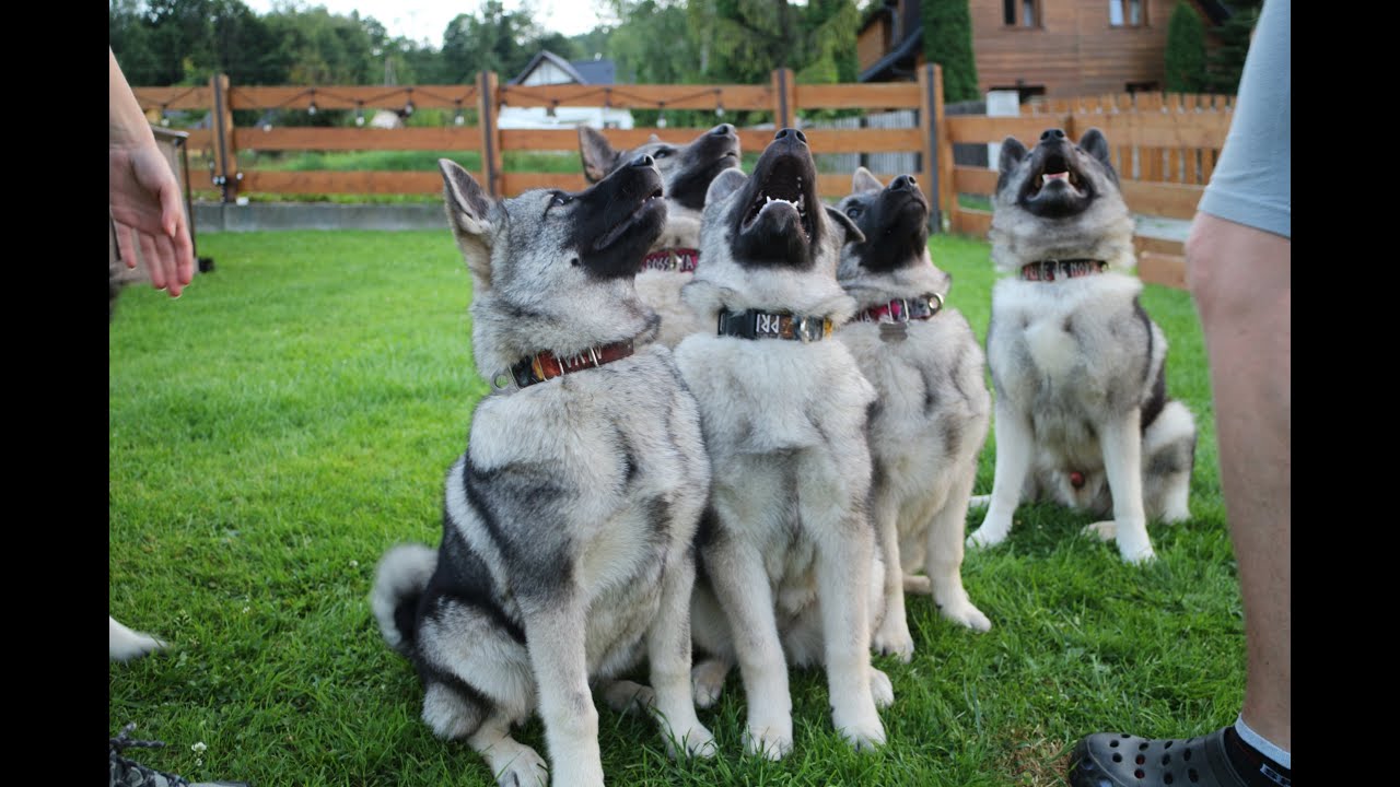 II Zjazd Elkhundów Szarych - zlot rasy - hodowla psów rasowych Pride of North