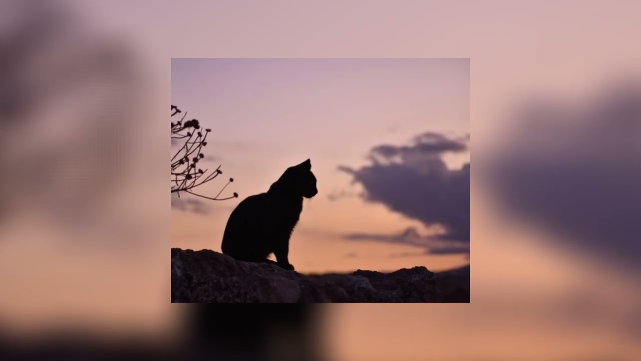 Calm Field 🌾🤍🍃✨ #music #newmusic #song #calmmusic