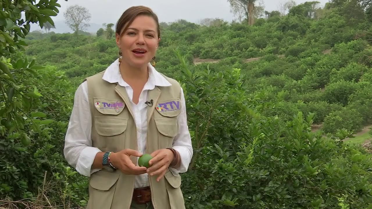 Producción de Limón Persa en Martínez de la Torre, Veracruz