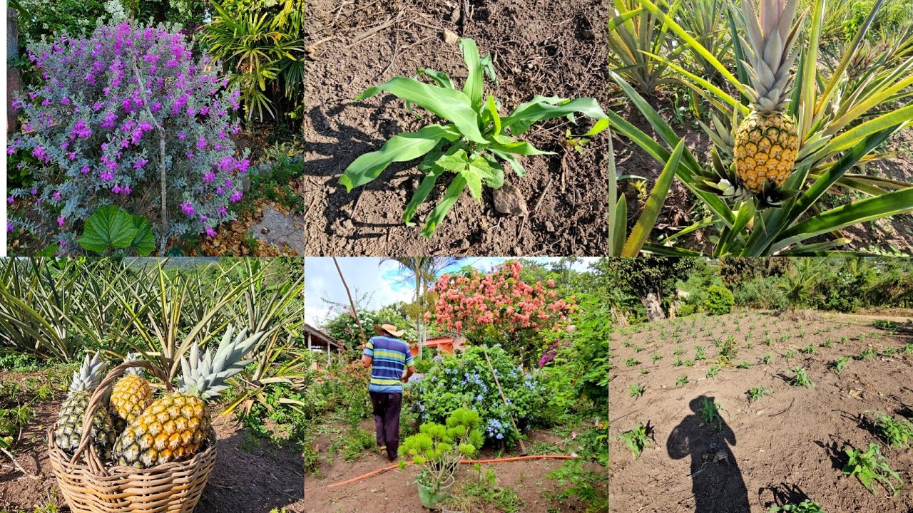 Limpando o jardim  e colheita  um dia inteiro  comigo