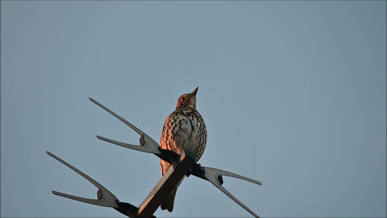 Song thrush (歐歌鶇) II