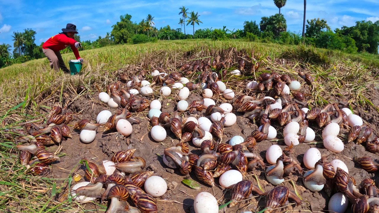 I Found a Field FULL of Giant Snails and Eggs!