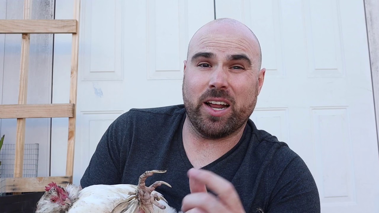 Trimming Chicken Nails