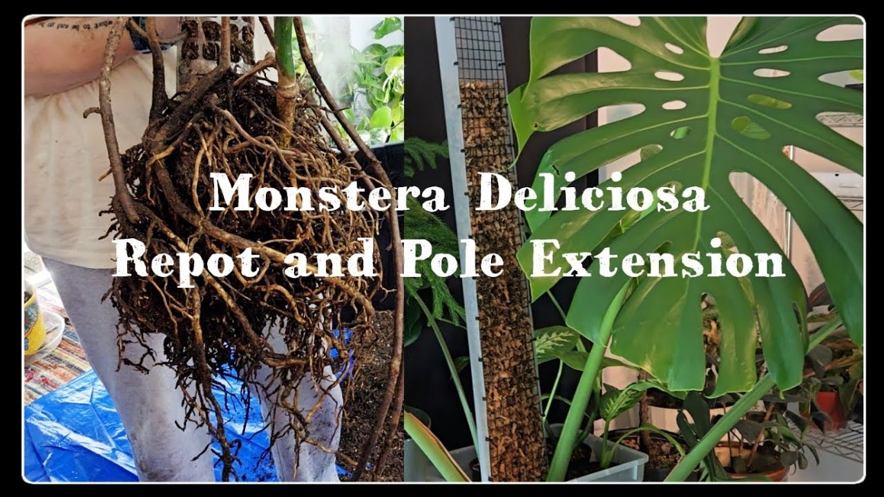 James Buffet Gets an Upgrade! | Repotting My Monstera Deliciosa & Extending the Moss Pole