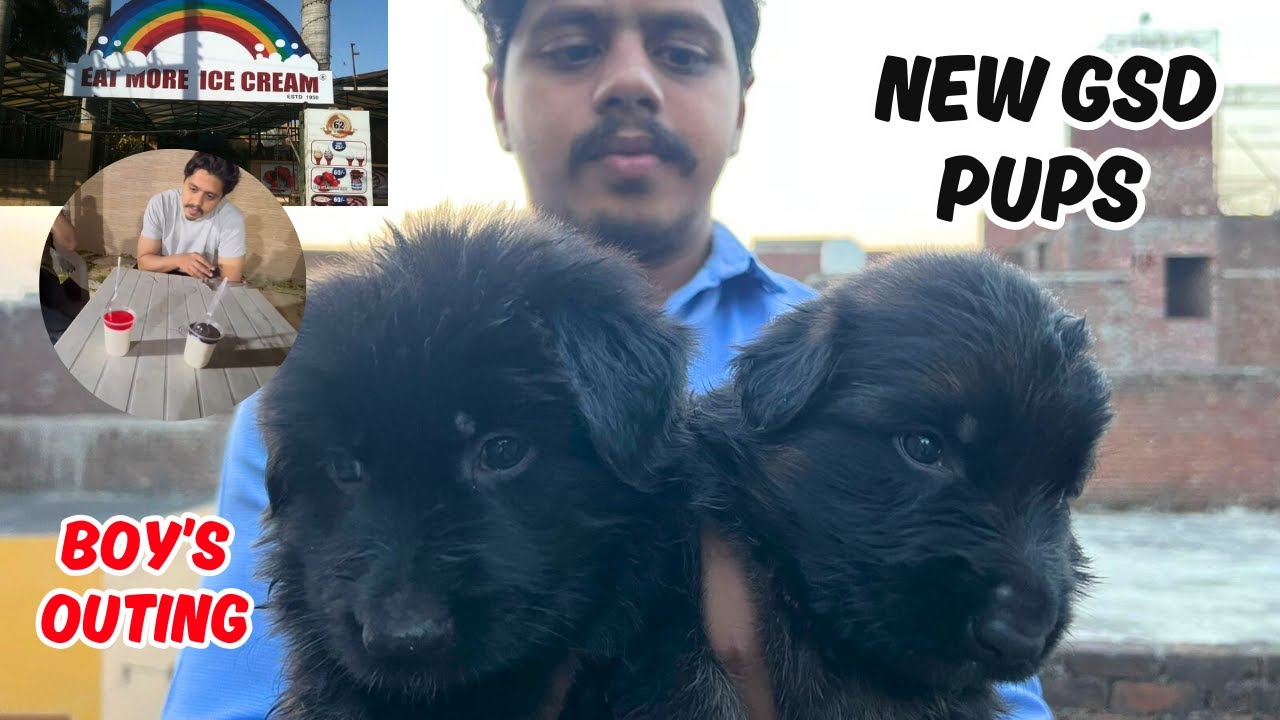 gsd puppies in sialkot - outing with brothers at eat more sialkot cantt - #gsdpuppy #gsd #newvlog