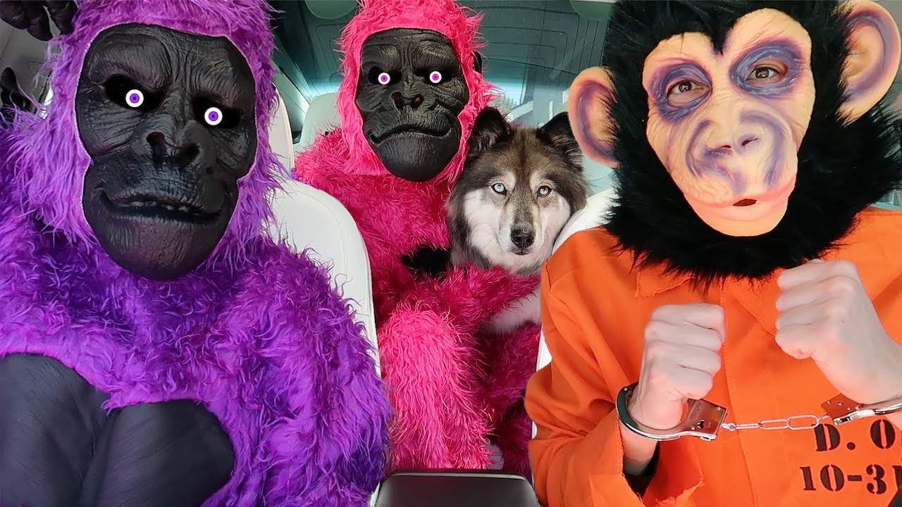 Kakoa's Favorite Stories with Funny Monkeys!