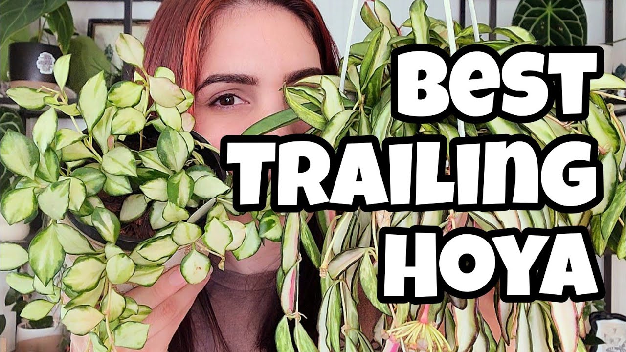 7 BEST TRAILING HOYA!! 🌿 my top favorite trailing/hanging Hoya in my collection ✨️🩷