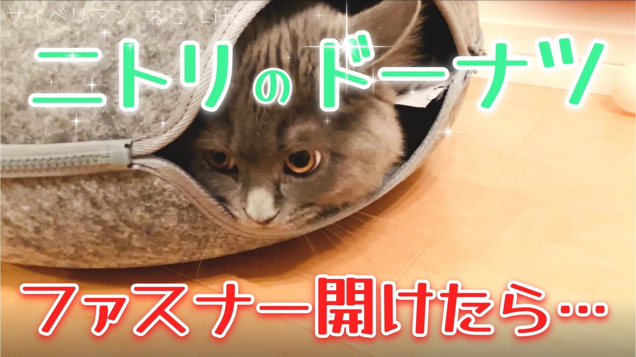 【サイベリアン子猫】ニトリのドーナツを買ってもらった猫の反応はこちら