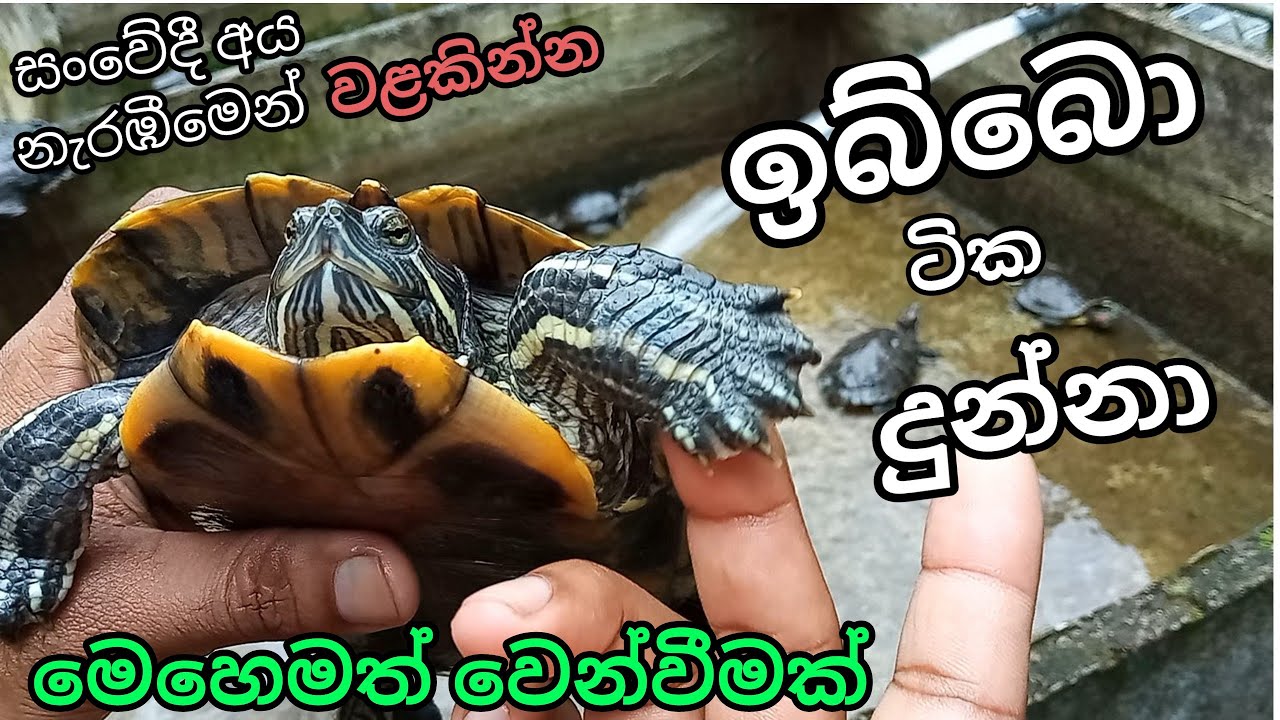 දුන්නෙ හිතකින් නෙමේ😓යන්න බෑම කිවුවා//කරන්න දෙයක් නැතිකමටමයි දුන්නේ,අනේ මගේ ඉබ්බො ටික😔😔