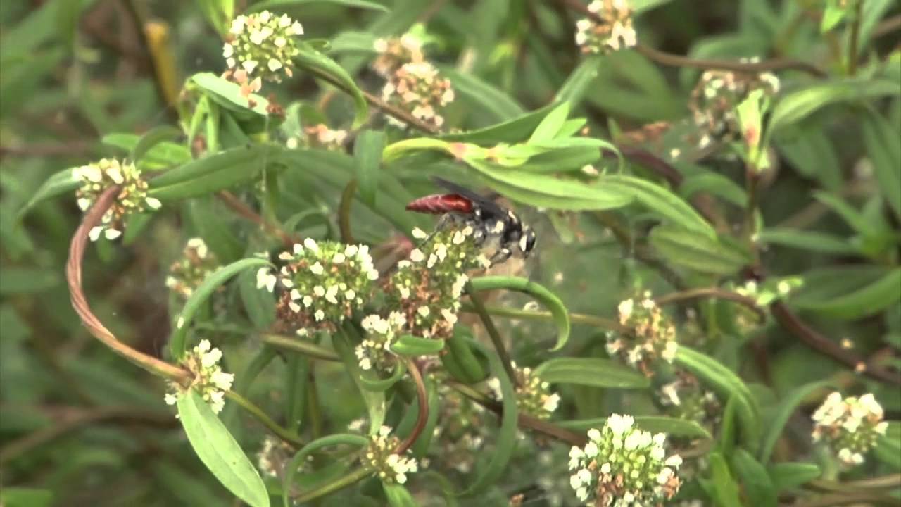 Whole Farm IPM - Plants That Attract Beneficial Insects