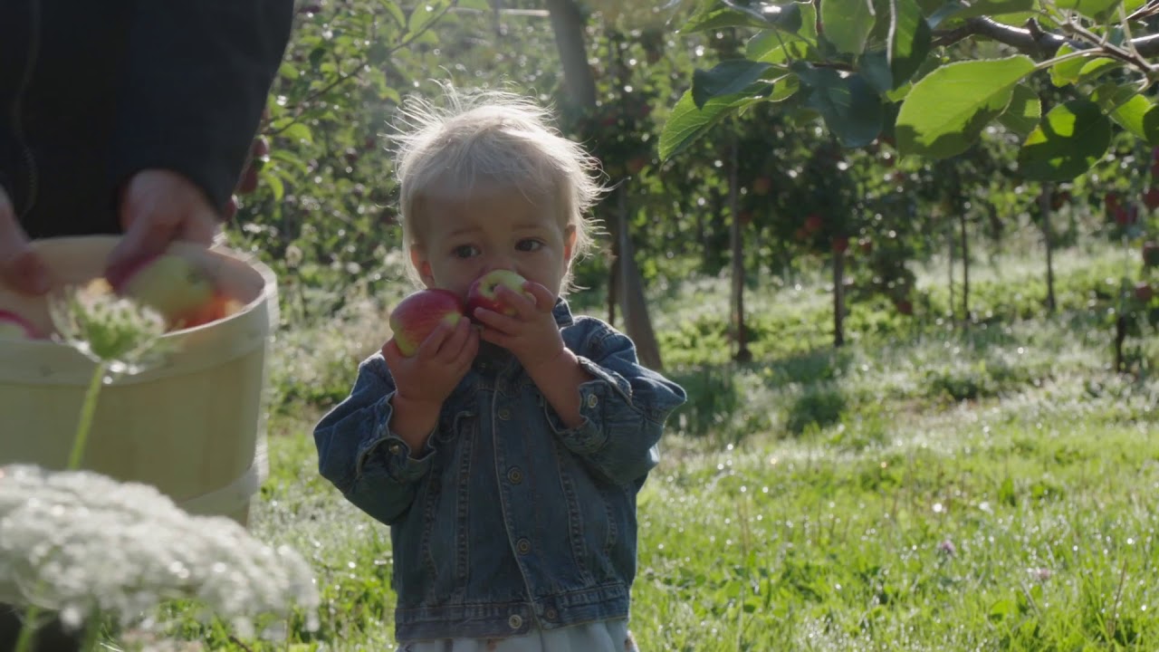 D’où viennent les pommes?