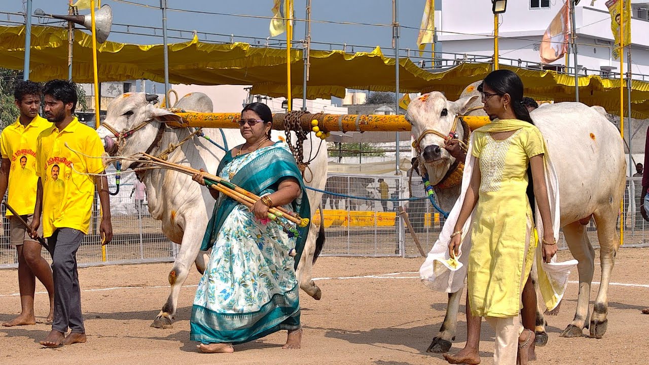 2026-చిలకలూరిపేట.2పళ్ళు.4వ జత.MKR BULLS మైలా త్రివేణి నాయుడు గారు కావూరులింగంగుంట్ల పల్నాడు జిల్లా