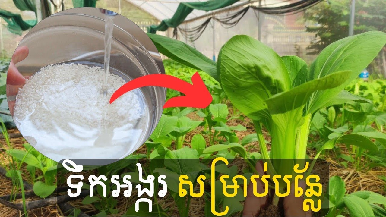 មិនគួរចាក់ចោលទឹកអង្ករទេ l Rice Water Best Results