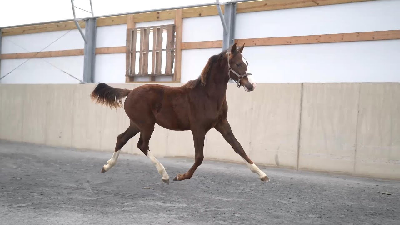 2025 KWPN filly by Gaudi SSF (Totilas) x Erato - Violet