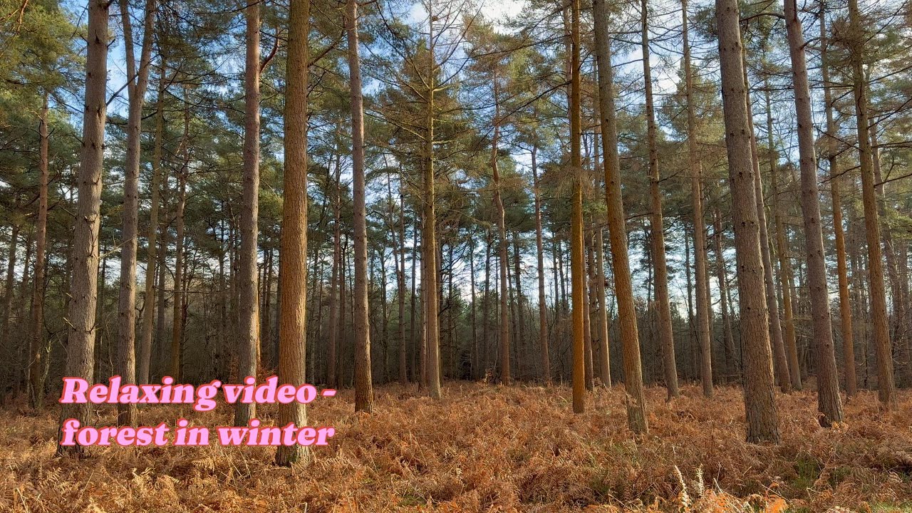 Relaxing Pine Forest Views in Winter — Nature Sounds for Mindfulness