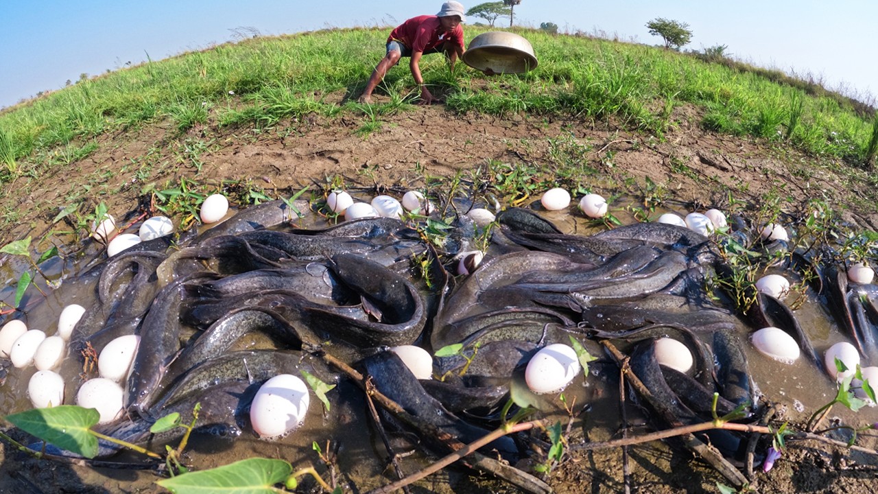Amazing Top Video - A fisherman catch a lot of fish and pick eggs under grass at rice field by hand