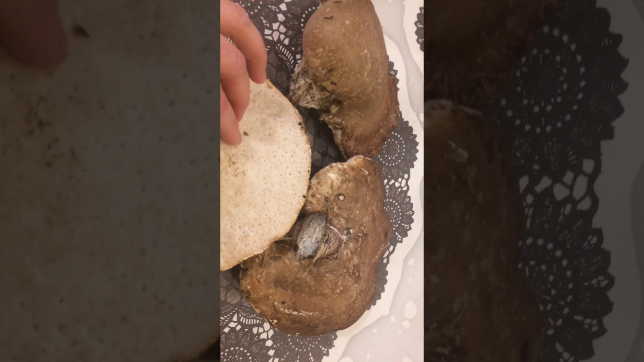 Huş mantarı (yenmez)