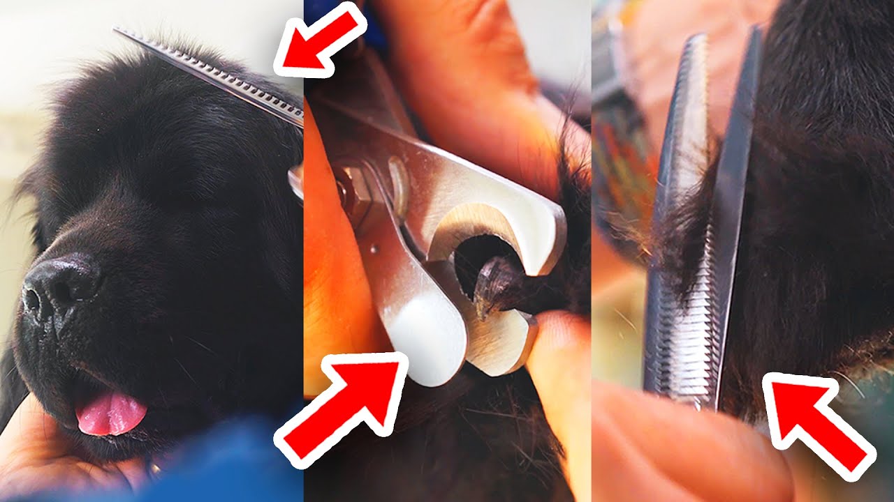 Las MEJORES TÉCNICAS para CORTAR el PELO a un perro TERRANOVA en la PELUQUERÍA CANINA