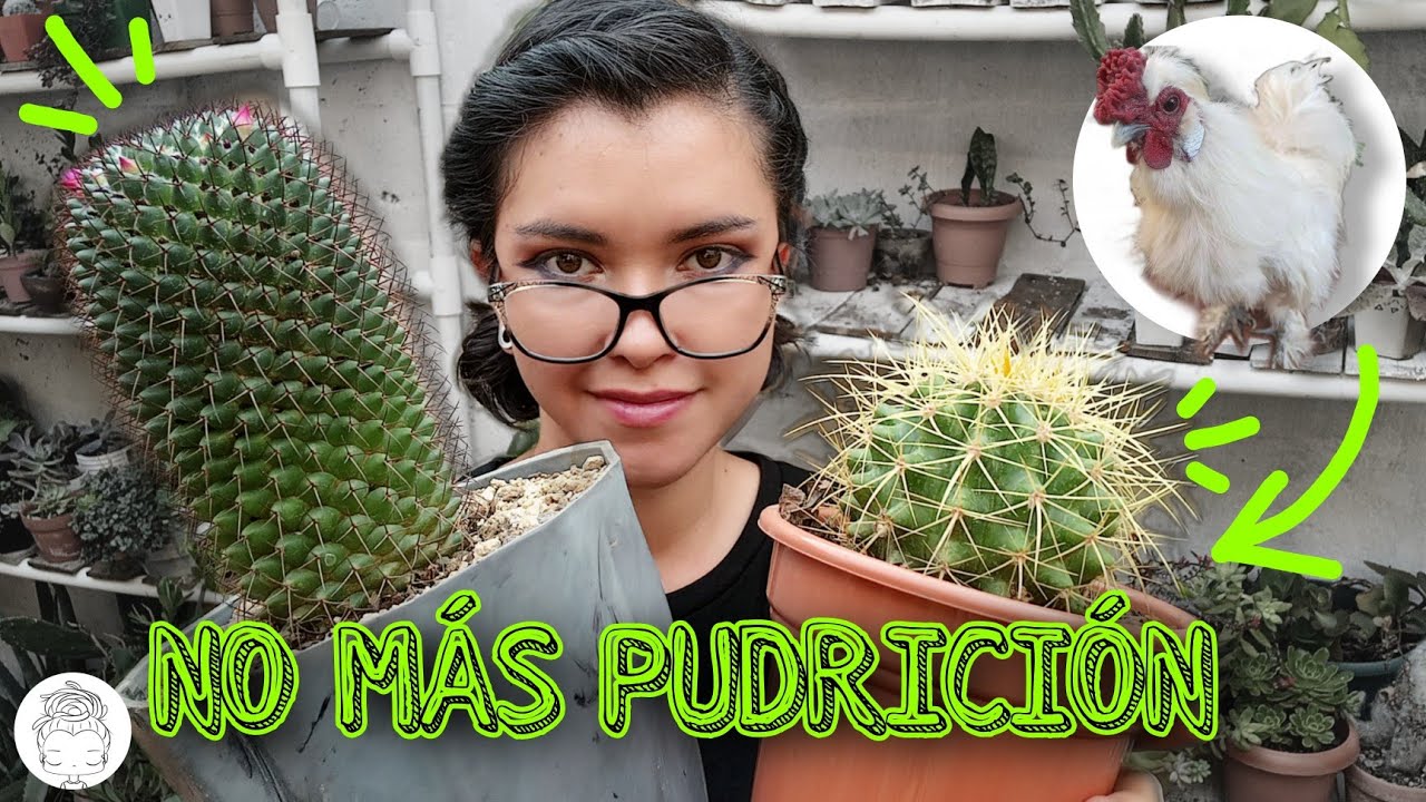 CÓMO CUIDAR TUS CACTUS EXITOSAMENTE/ TODOS MIS TRUCOS Y CONSEJOS 💚✨💯🌵