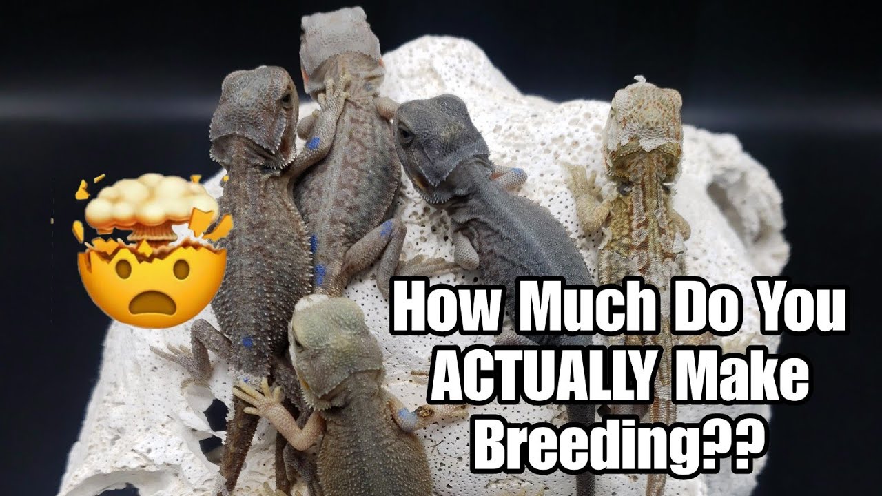 Bearded Dragon Breeding | The Untold Truth