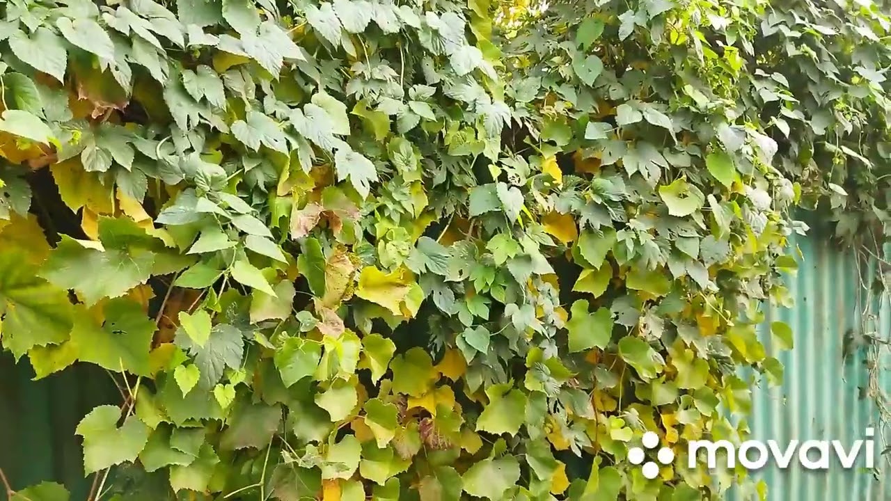 Алматы#частный сектор, мой любимый район.