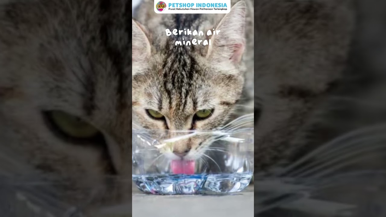KUCING SUSAH PIPIS? Ini Tips Mengatasinya