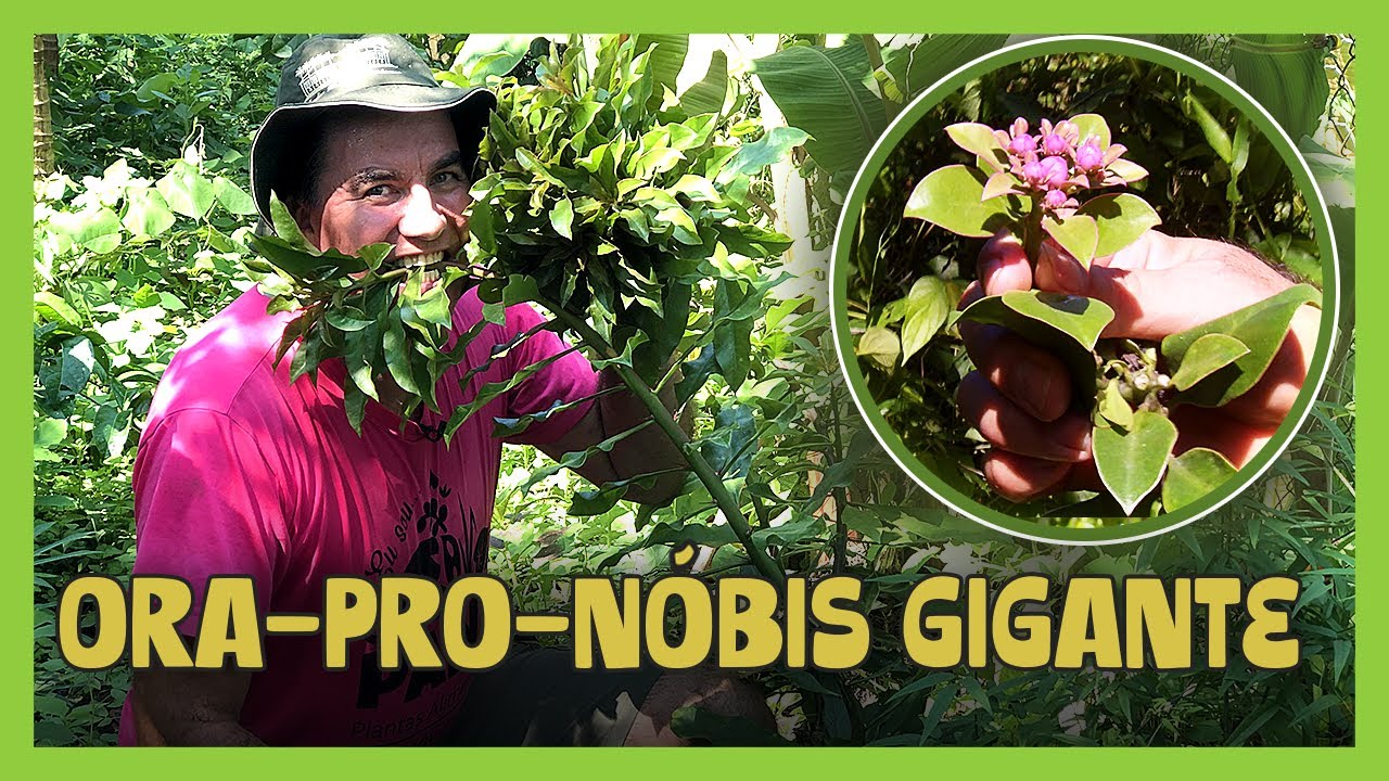 DESCUBRA A ORA-PRO-NÓBIS GIGANTE: A PANC MAIS IMPRESSIONANTE DO BRASIL