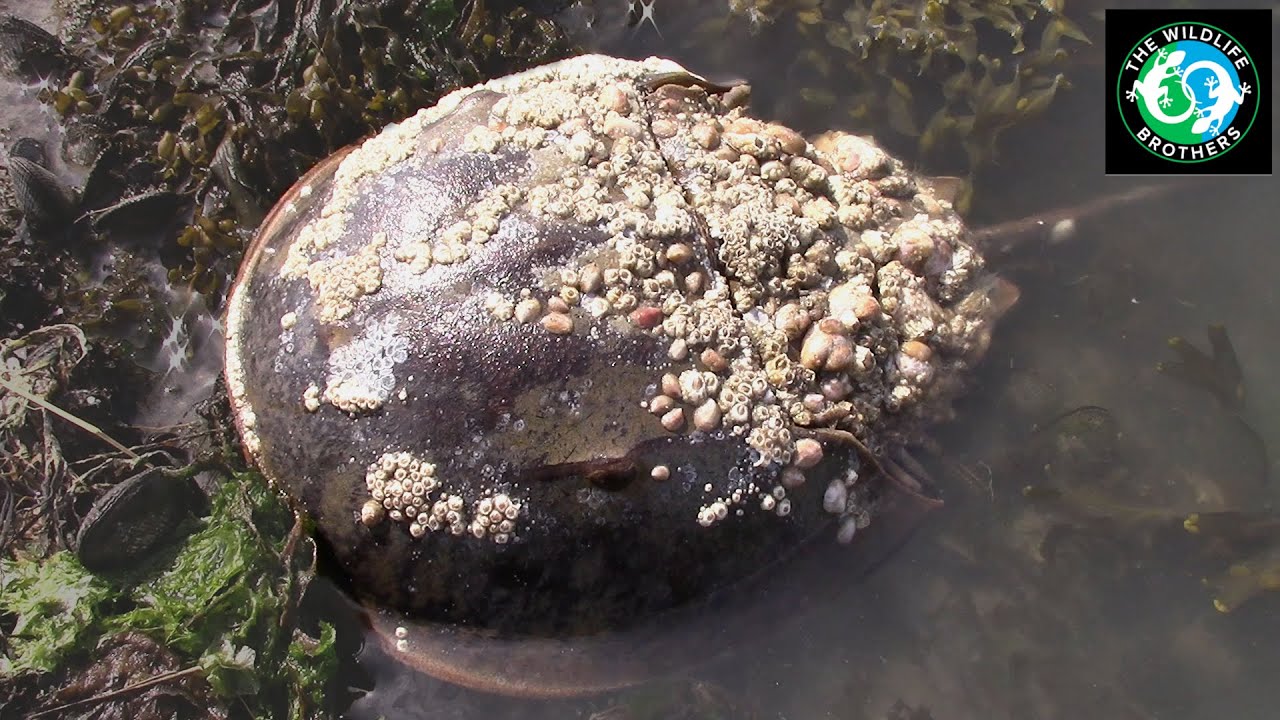 Is This Crab OLDER Than the DINOSAURS?!
