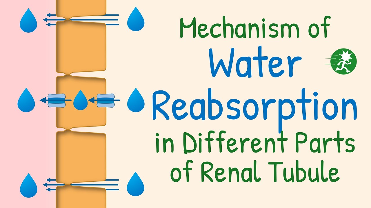 Water Reabsorption in the Renal Tubule | Aquaporin, Water Transport, Mechanism of Water Reabsorption
