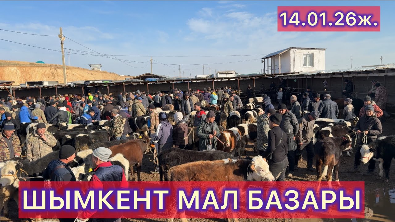 Сиыр бағасы 14.01.26ж