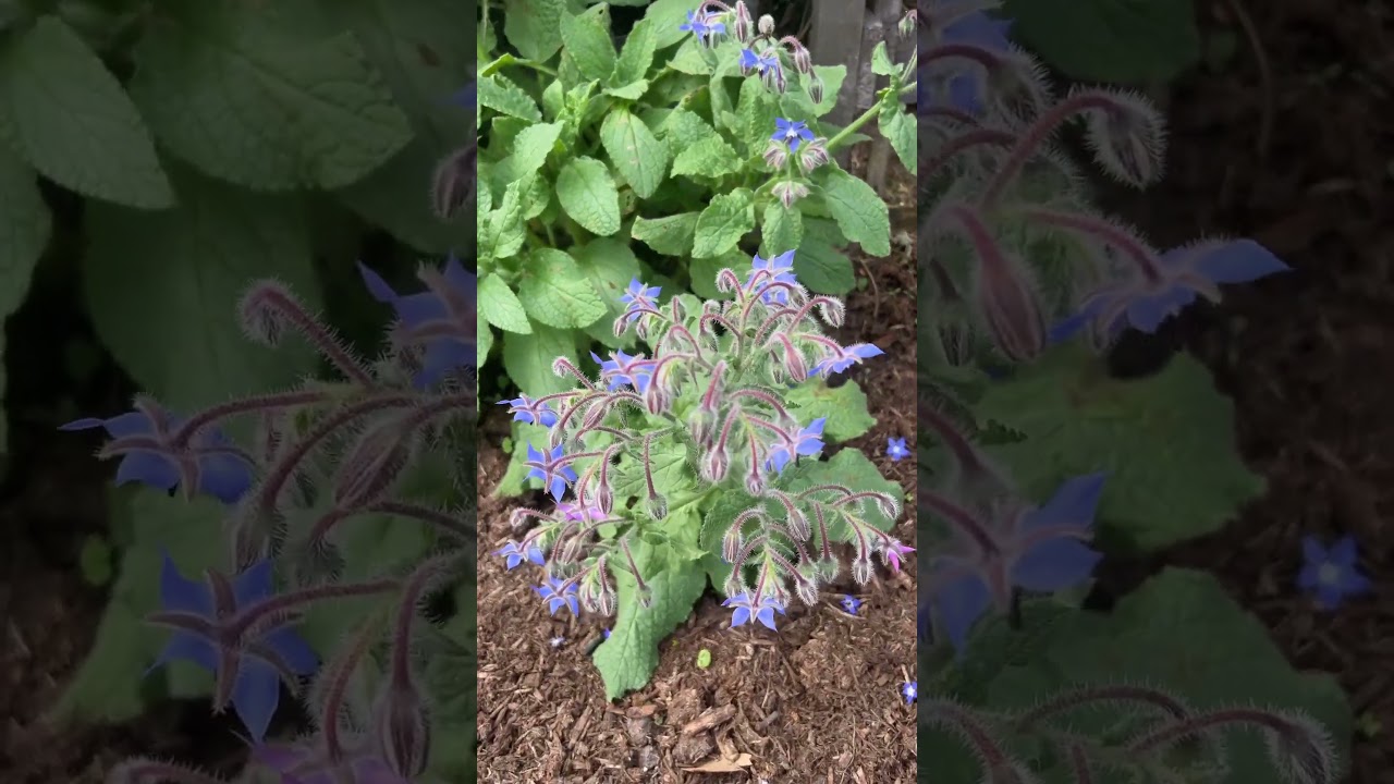 Borage bloom early! These are fall transplants.