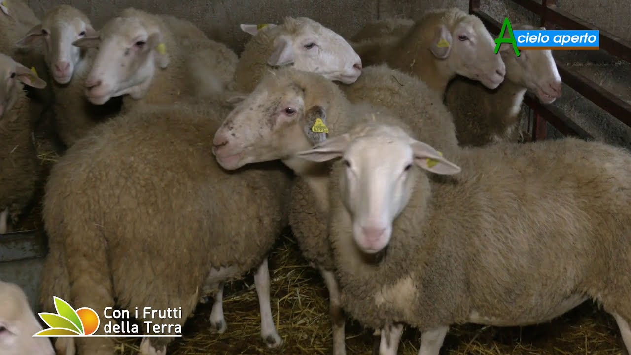 Multifunzionalità e biologico di montagna: l'azienda agricola Clorofilla sull'appennino romagnolo